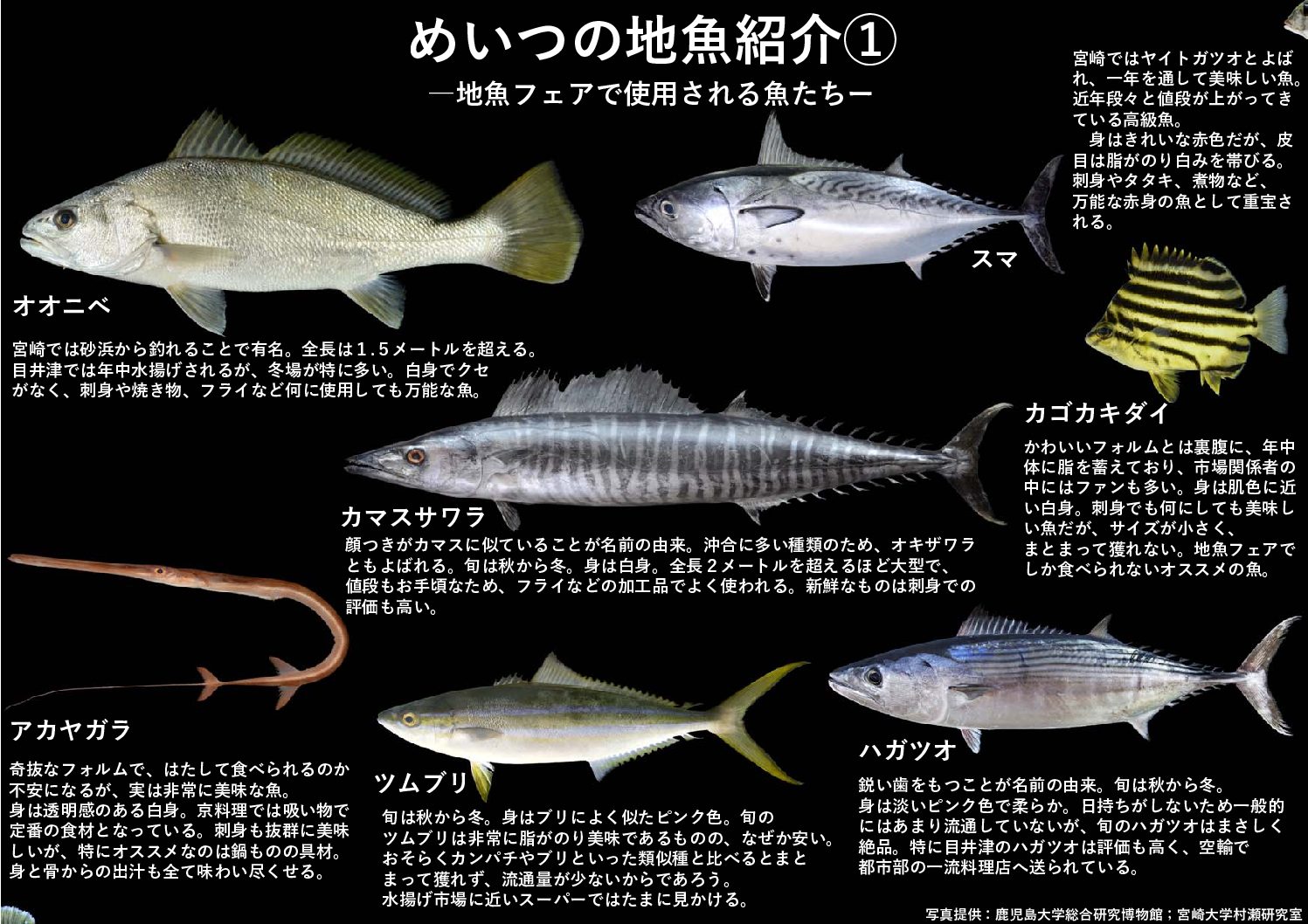 地魚の解説書 めいつ 宮崎県日南市の魚の宝庫